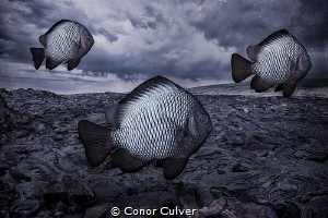 "Monochromatic School" part of my Underwater Surrealism s... by Conor Culver 